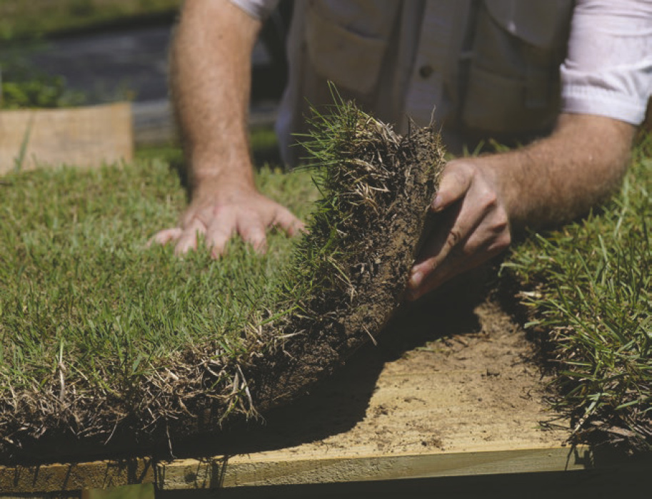 Sod needs to be installed soon after being delivered. There is a substantial amount of prep work to do before laying sod on the ground. Photo by Randy LaBauve/LSU AgCenter
