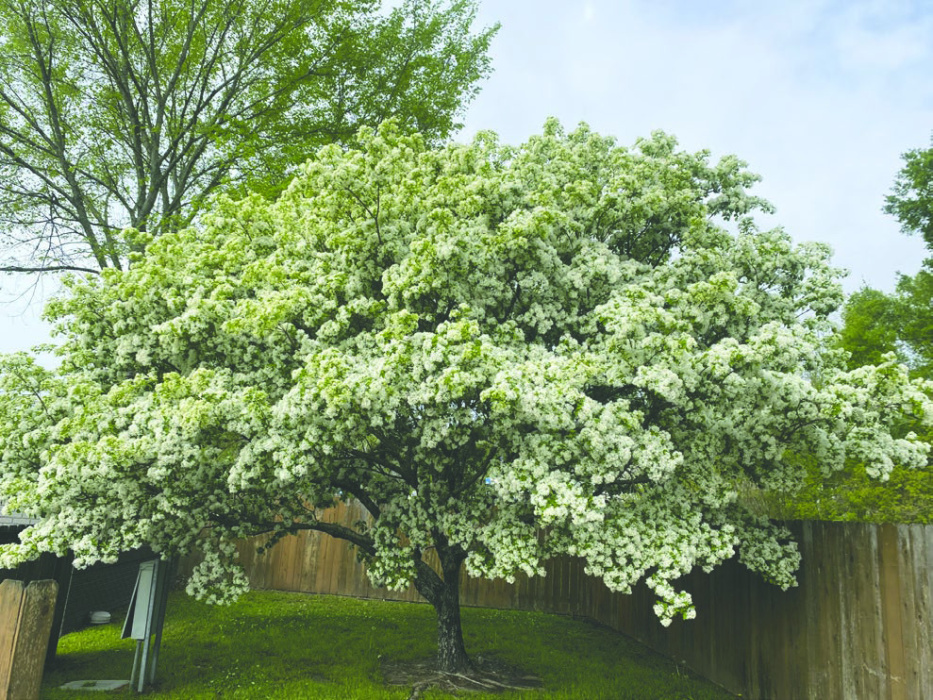 Treat yourself to a tinge of fringe in your yard | East Carroll Banner