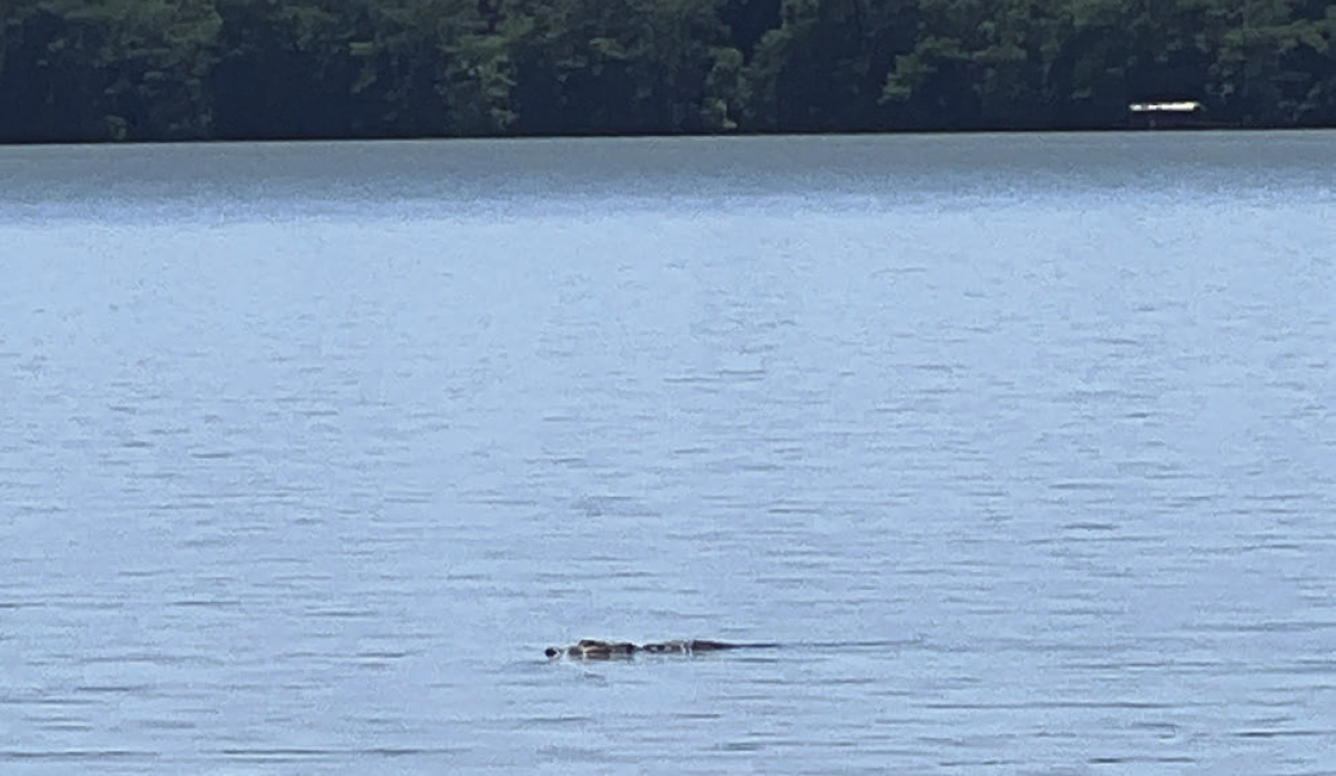 Estimated 9- to 10-foot-long alligator swims 50 yards from bank of Lake Providence. RENEE SCHNEIDER