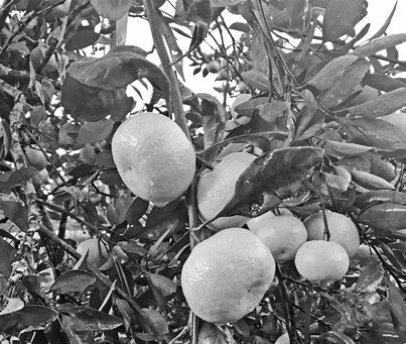 Satsumas ripen late summer through early winter depending on the cultivar. Photo by Heather Kirk-Ballard/LSU AgCenter