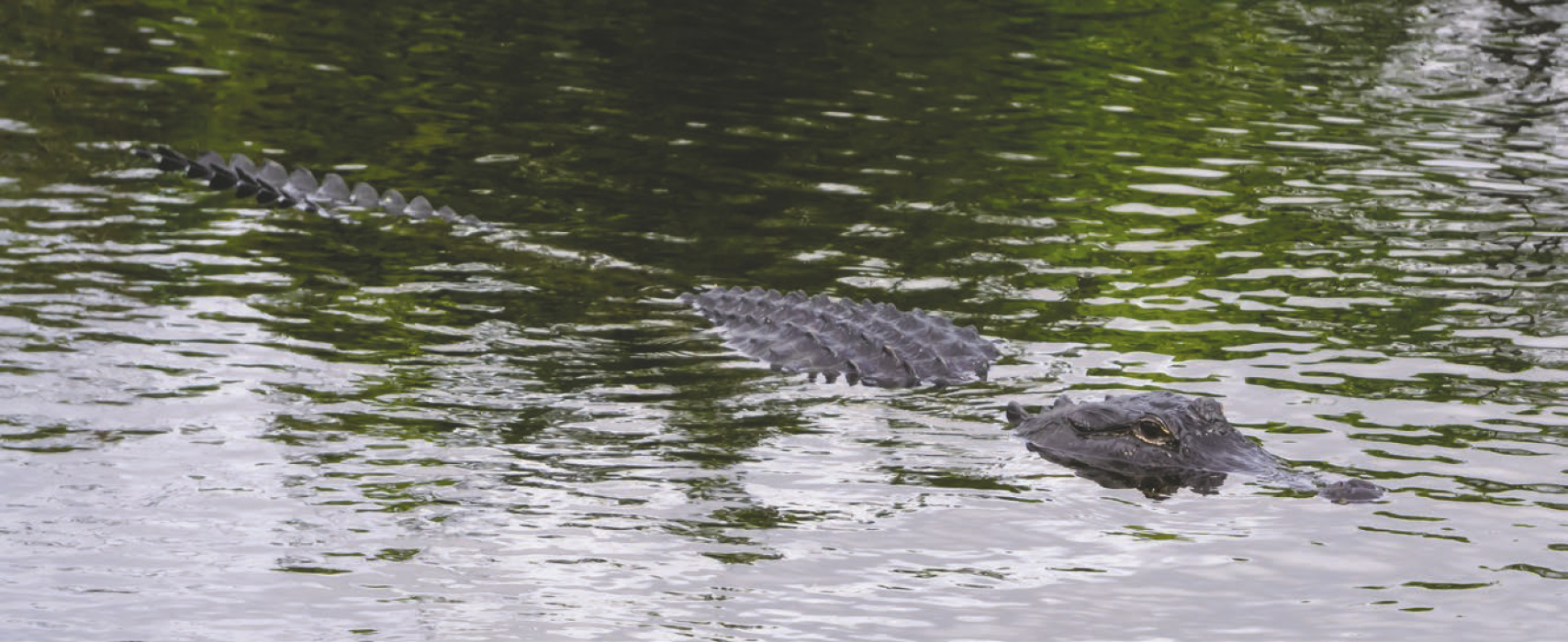 Alligator hunting lottery still open, LDWF announces