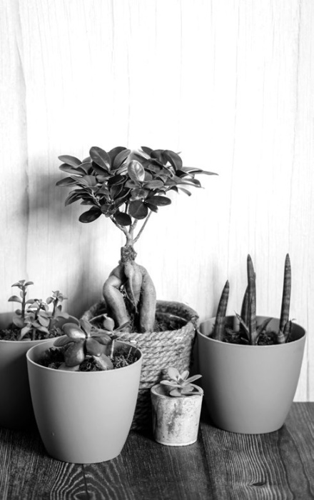 Help! I kill every indoor plant I touch